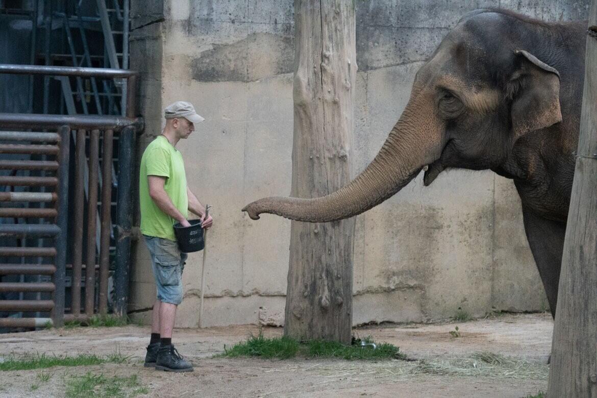 Bala před transportem, foto: Zoo Liberec